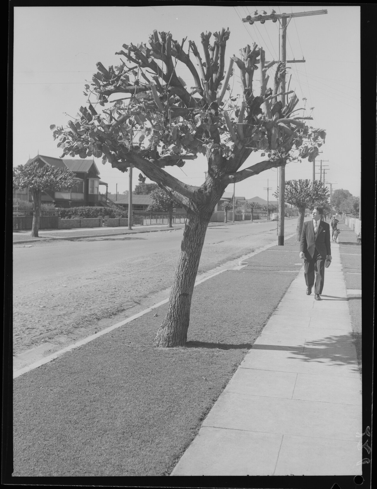 Trees in Kent Street, Hamilton - 1949