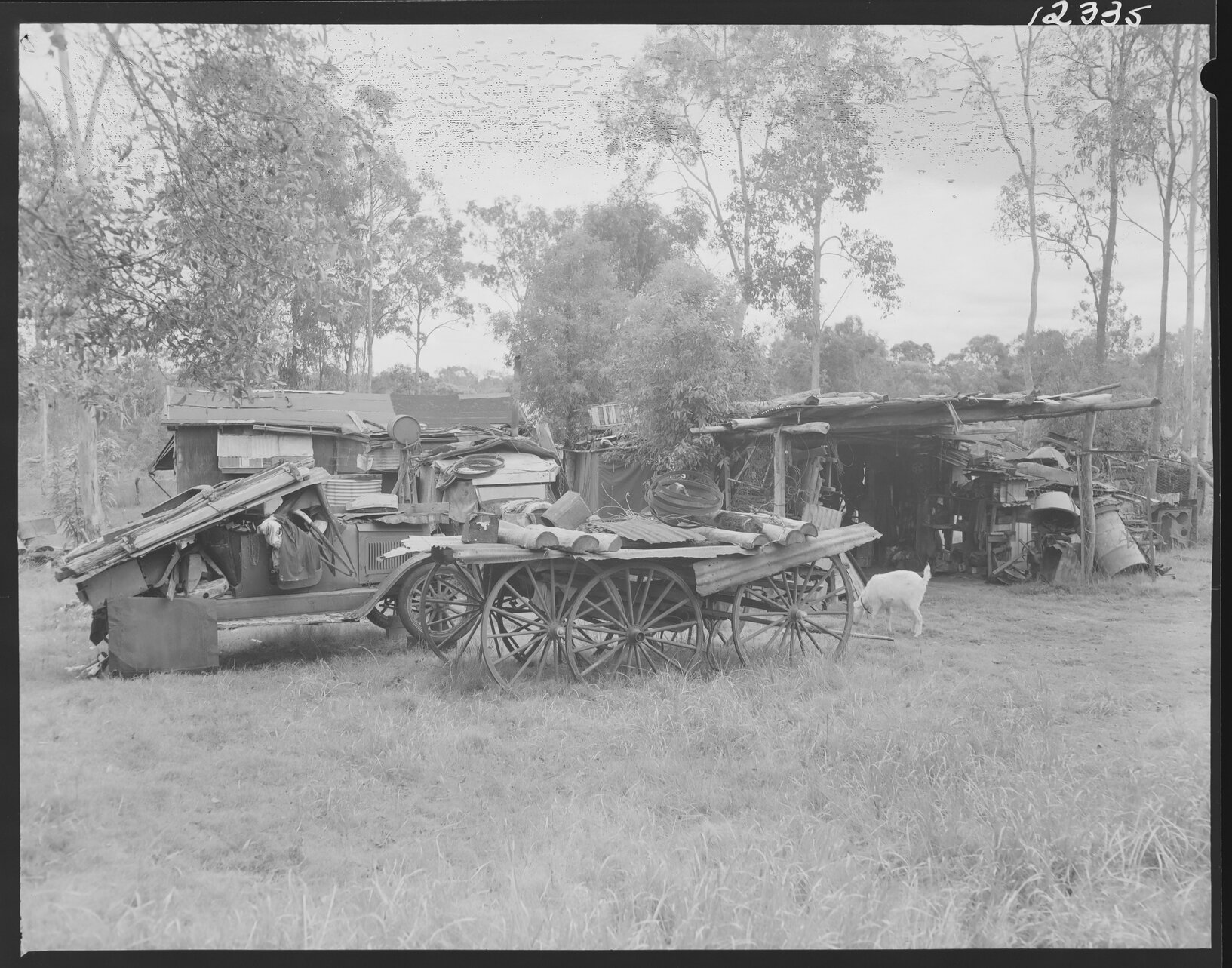 Temporary dwelling and shed full of scrap with old car and goat, Darra or surrounds - 1959