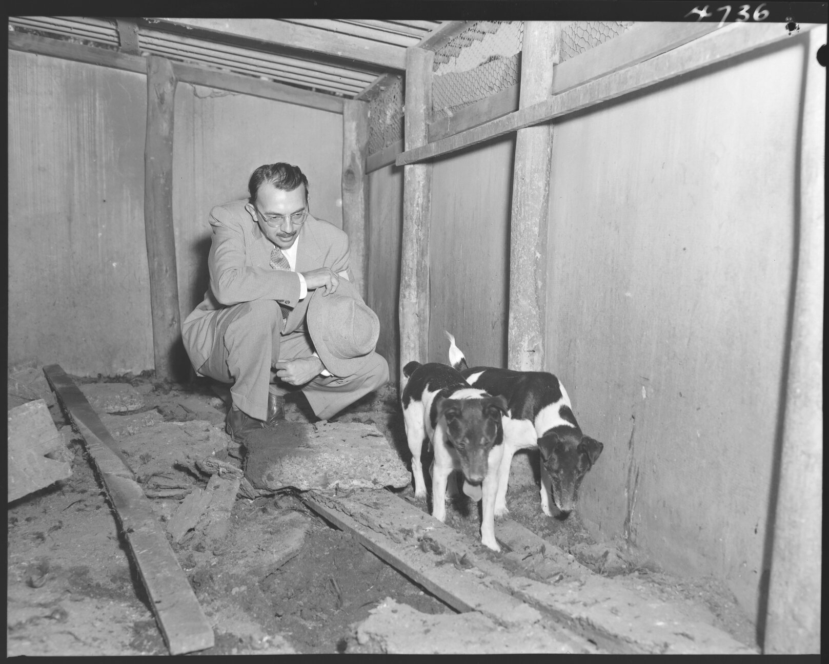 Council rat dogs in action - 1954