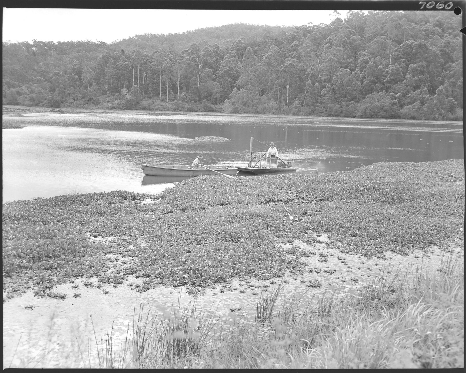 Rowboat towing herbicide spraying platform for water hyacinth destruction at Gold Creek Reservoir, Brookfield - 1956