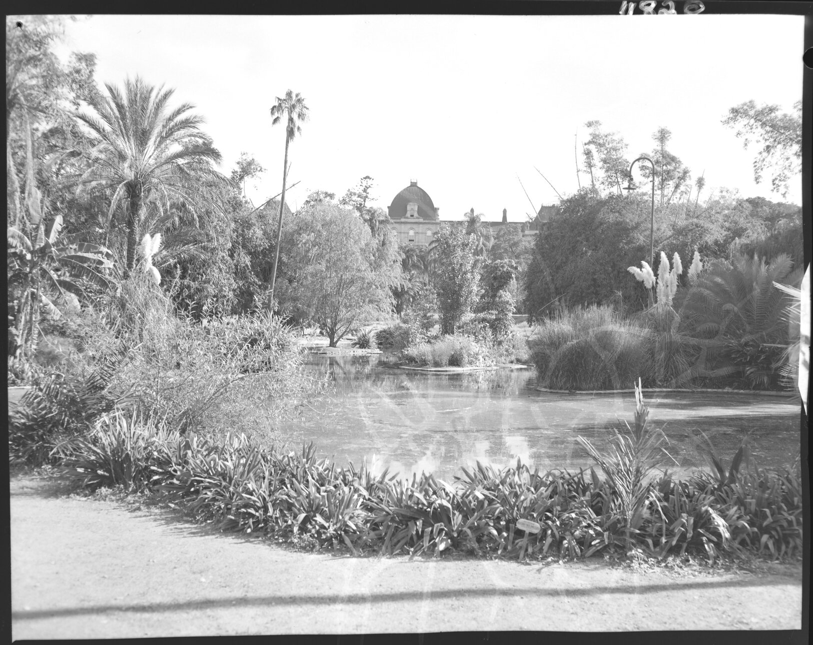 Pond at City Botanic Gardens looking towards Queensland Parliament, Brisbane City - 1959