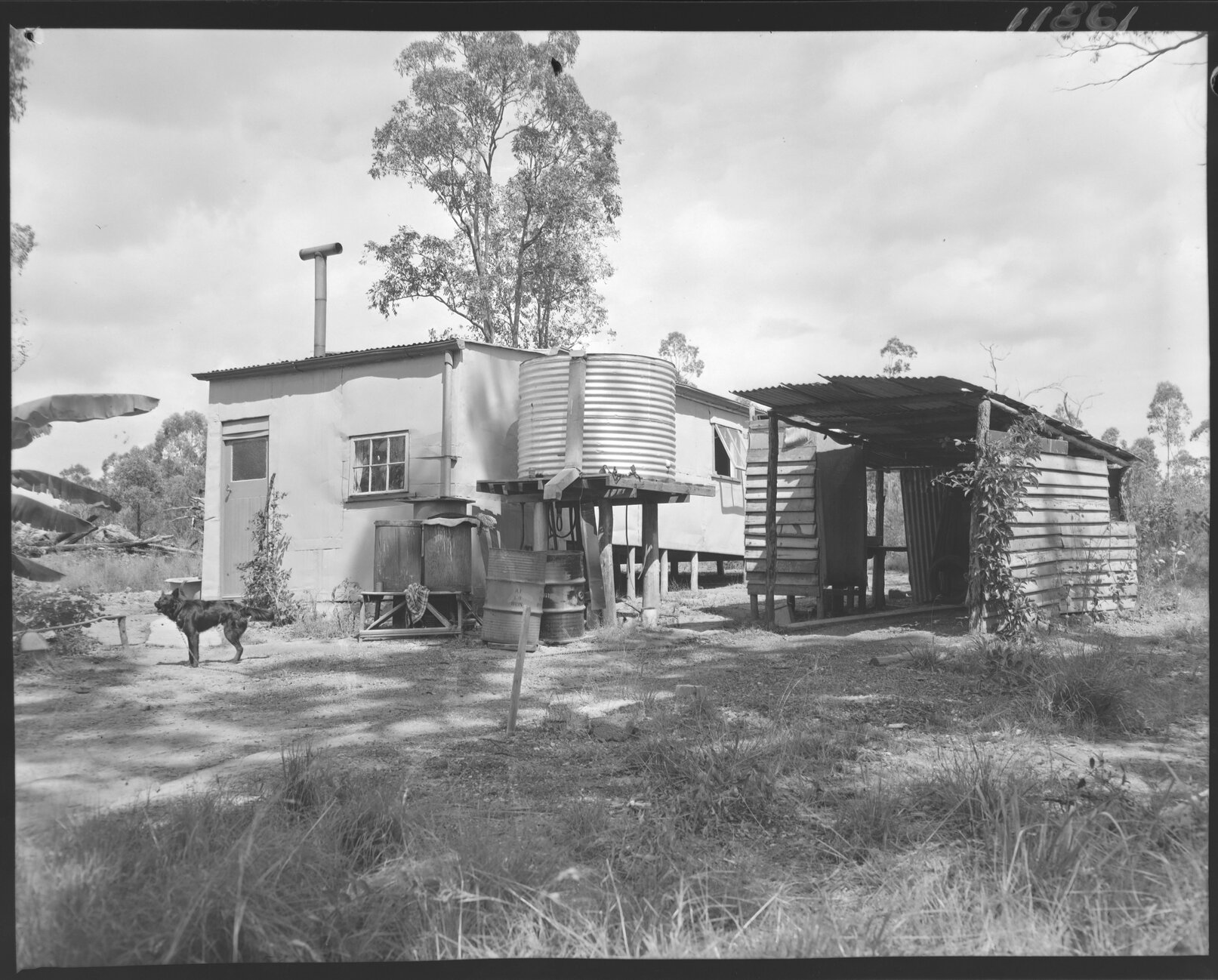 Temporary dwelling with chained dog at Eight Mile Plains - 1959