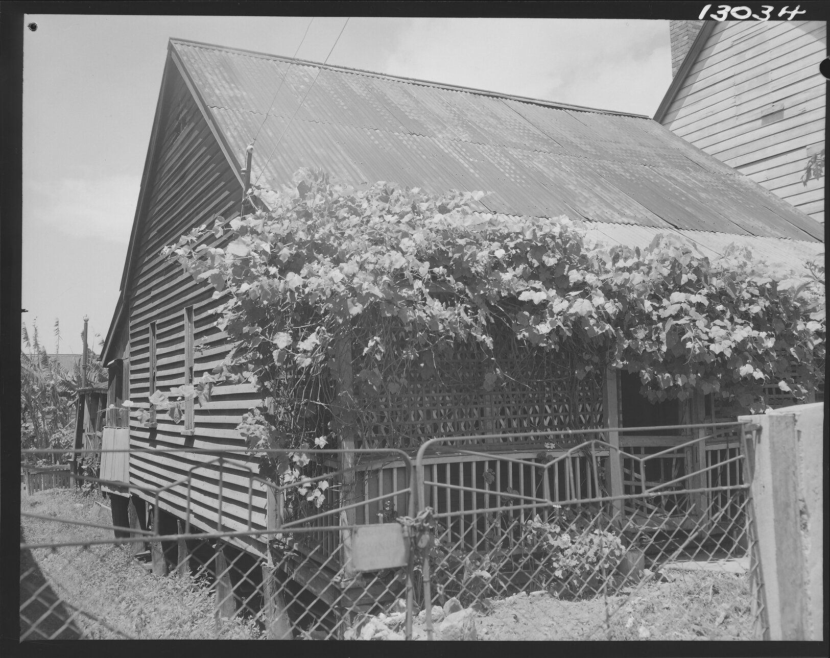 House covered in vines, Petrie Terrace - 1959