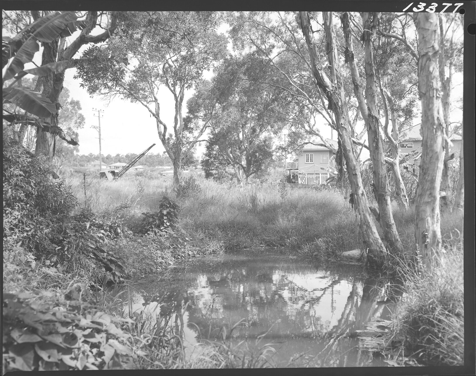 Grove of eucalypt trees over pond, site of drainage line, Morningside - 1960