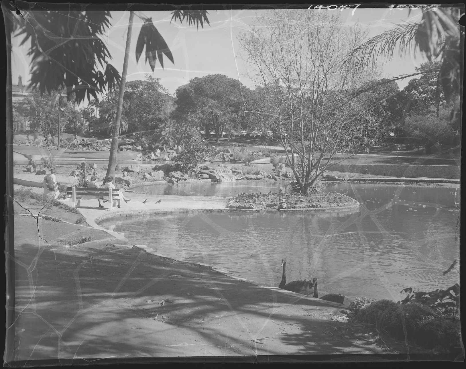 City Botanic Gardens pond with black swan - 1960
