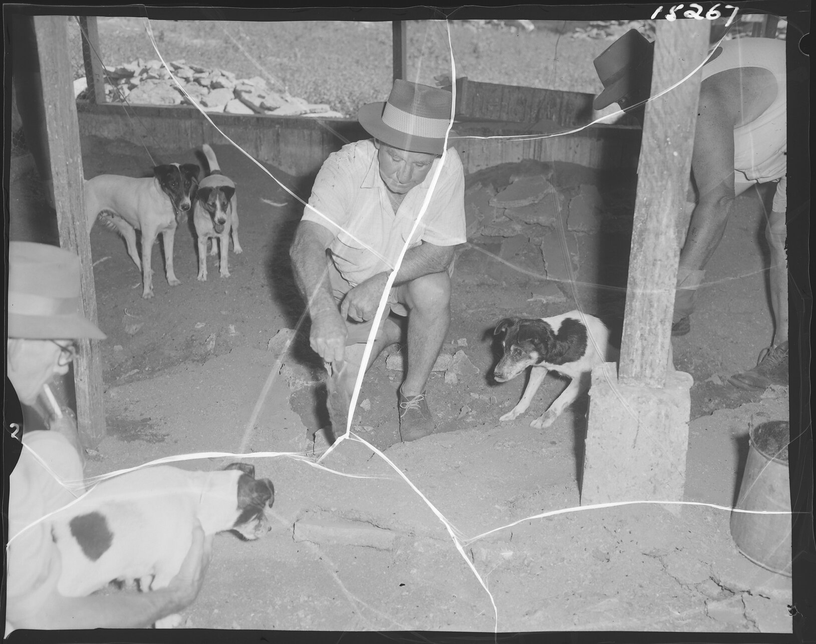 Council rat dogs and their handlers - 1960