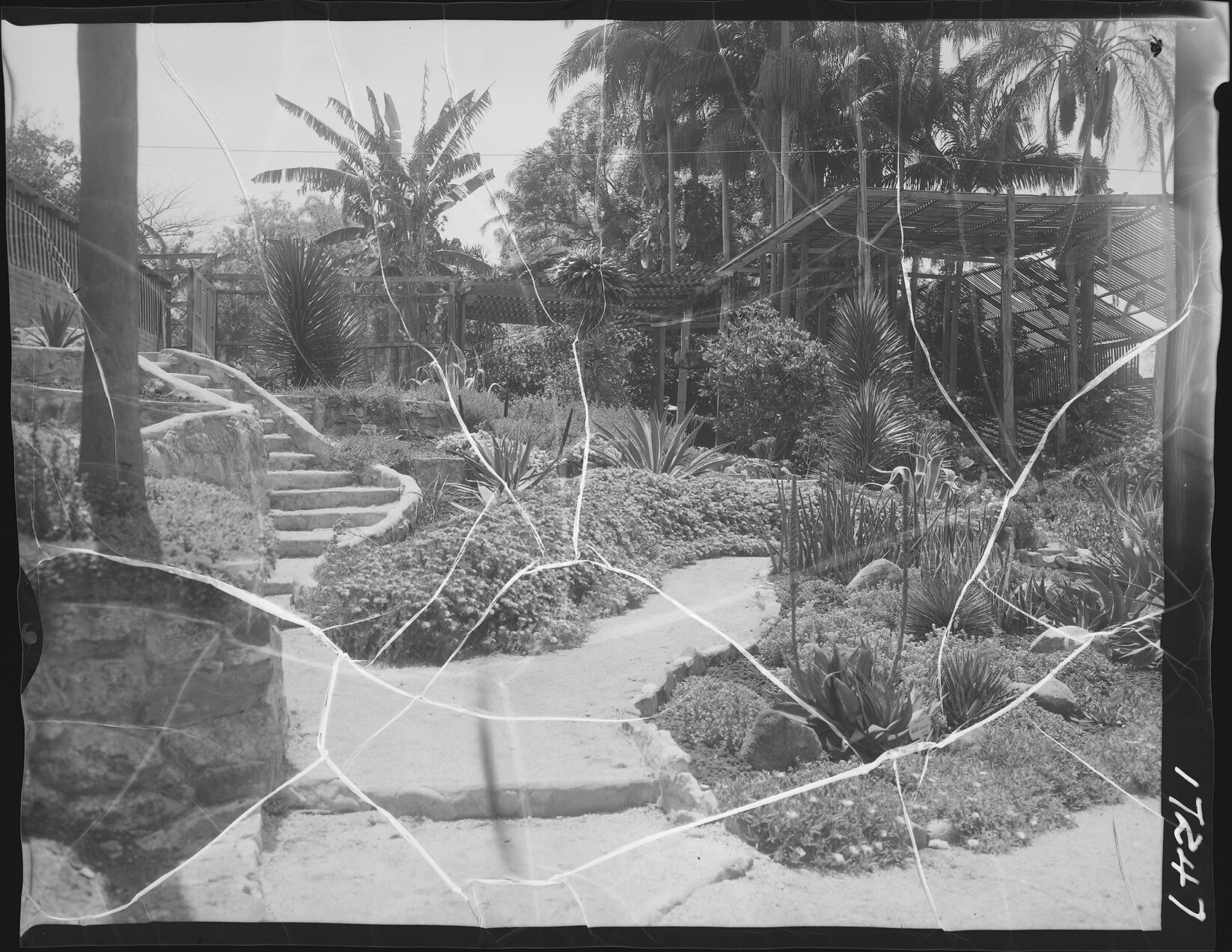 Paths and greenery at City Botanic Gardens, Brisbane City - 1961