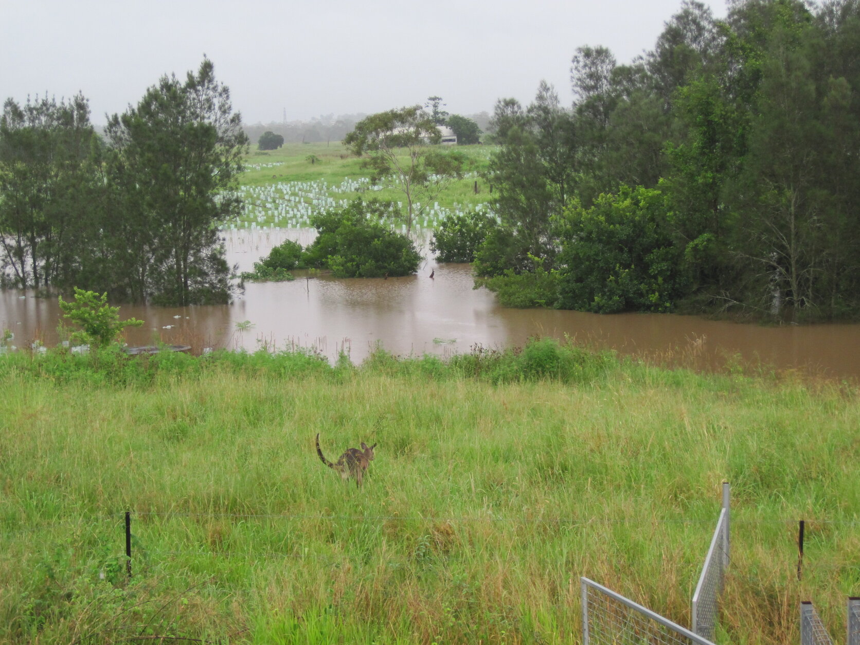 Wolston Creek in flood with kangaroo, Riverhills and Wacol - 2011