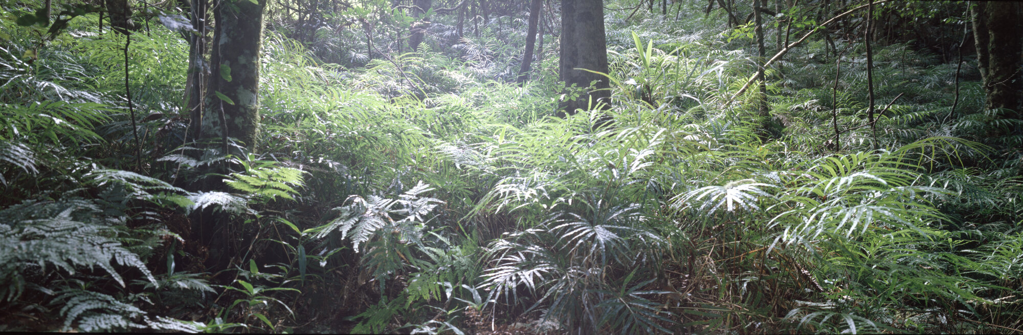 Rainforest landscapes, location unknown  - 1995