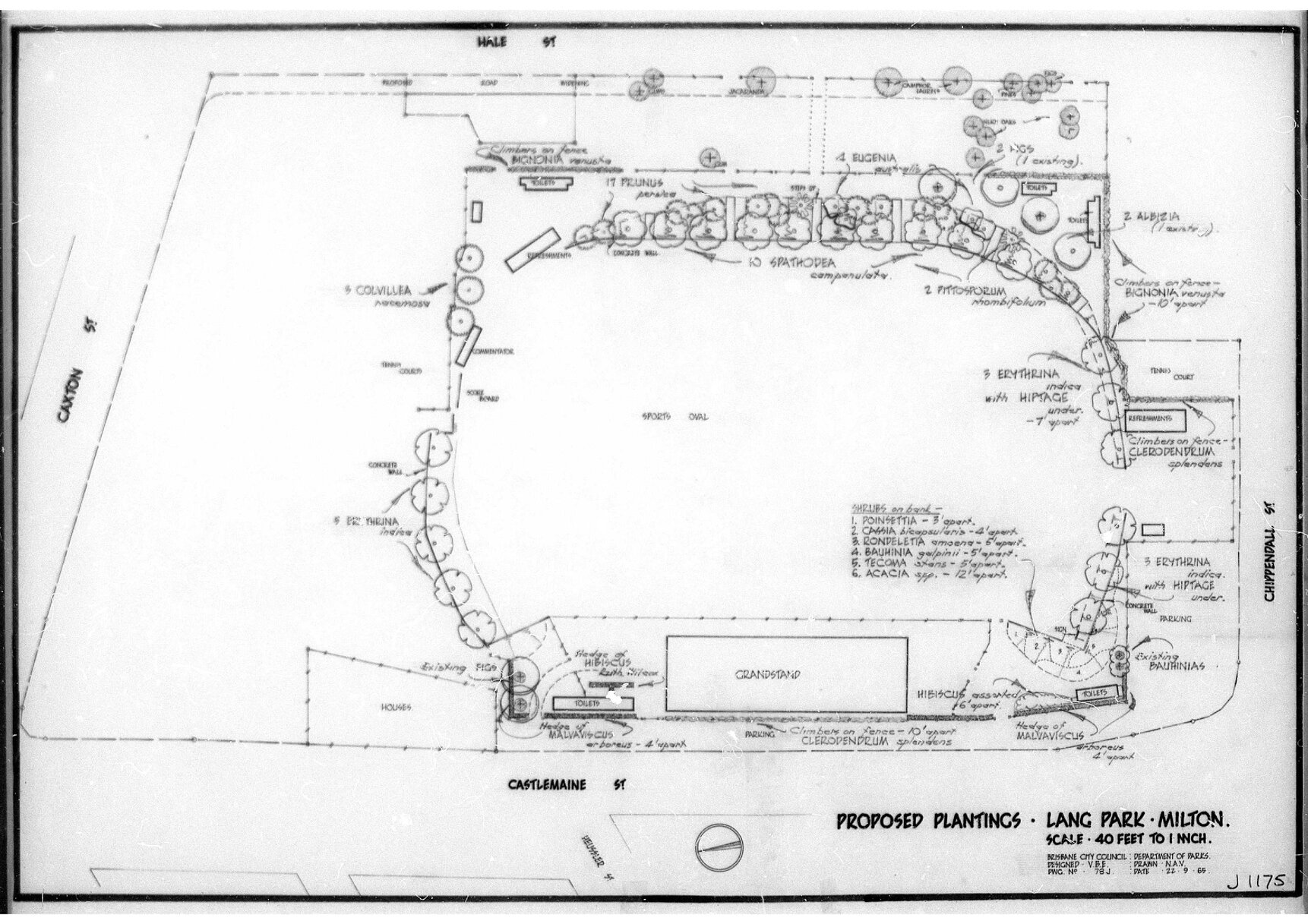 Lang Park tree plantings - 1965