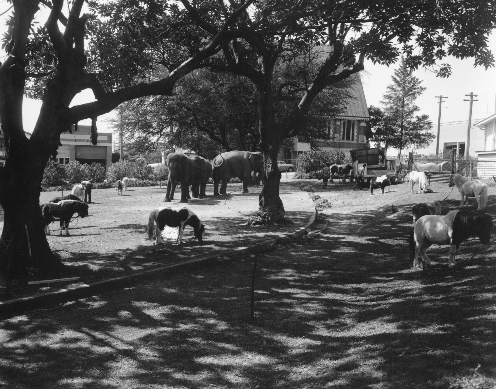 Circus elephants and ponies in Musgrave Park - 1962