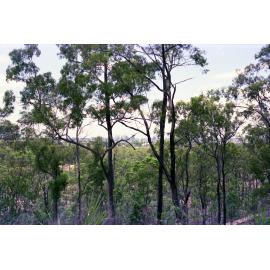 Mount Coot-tha Park Reserve - 1976