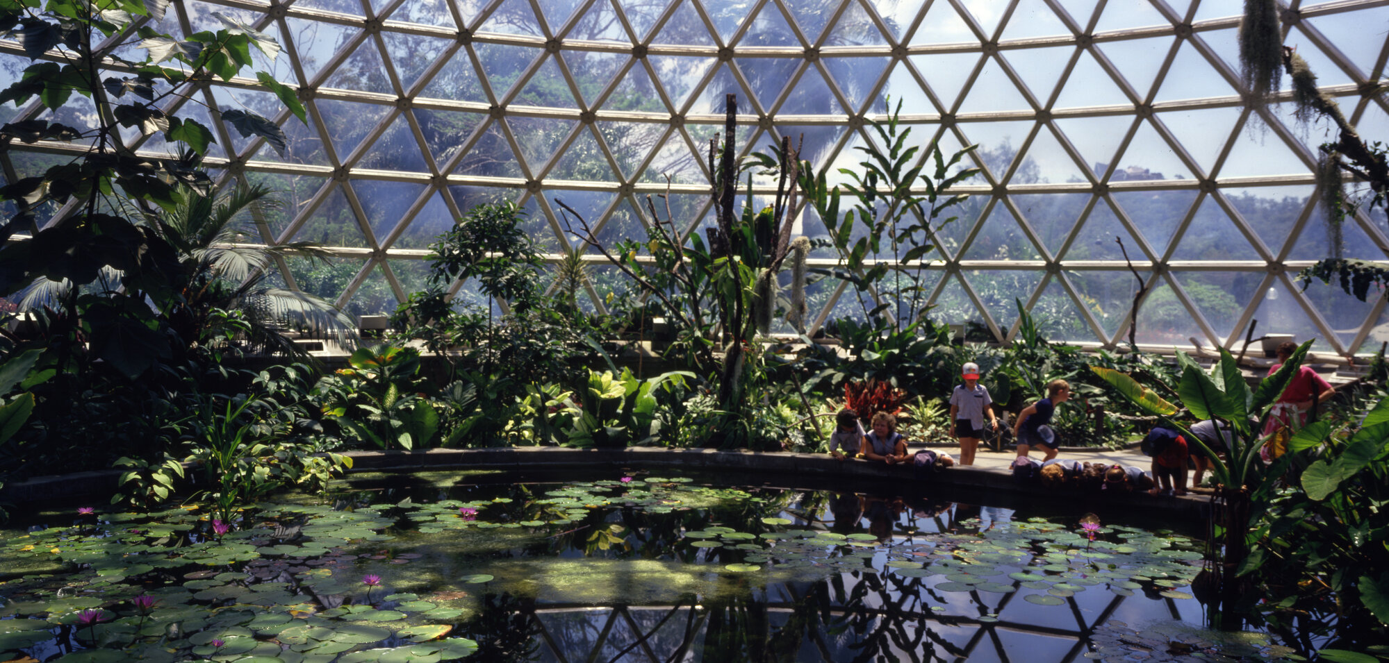 Mt Coot-tha Botanic Gardens - Panoramic interior view Tropical Dome 1989