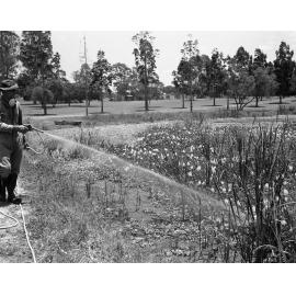 Sherwood Arboretum - Aquatic Chemical Spraying - 1976