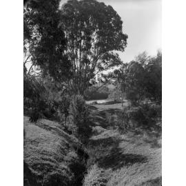 Sherwood Arboretum - General View of Creek to River 1949