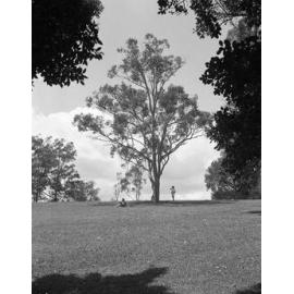 Sherwood Arboretum - 1975