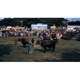 EKKA Cattle Judging - 1956