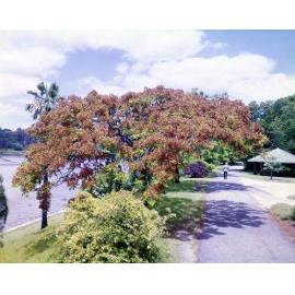 City Botanic Gardens - Pionsiana Tree with Red Bloom - 1979