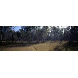 Karawatha Forest Park Reserve Bushland - Karawatha - 1994