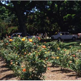 New Farm Park - Rose Garden - 1984