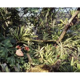 Brisbane Botanic Gardens Tropical Display Dome - Mount Coot-tha - 1984