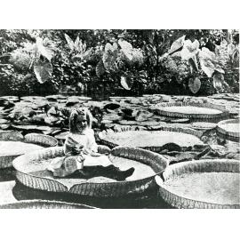City Botanic Gardens - Girl Sitting On Victoria Water Lilly. c1880