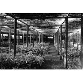 Manly Nursery Greenhouse and Glasshouse - Manly West - 1958