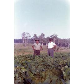  Image of Henson Family farm Pea Crop