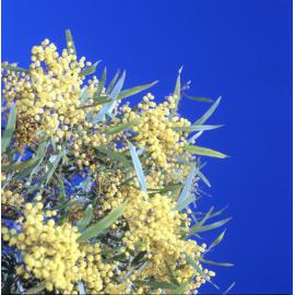 Wattle flowers in bloom, Mt Coot-Tha