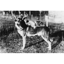 Lone Pine Sanctuary - Alsatian Dog and Koala.