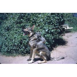 Lone Pine Sanctuary - Alsatian Dog and Koala.