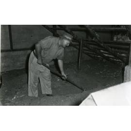 at Catching Dogs and their Handlers - 1960