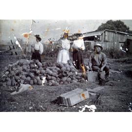 Pineapple Farm - Sunnybank C1900
