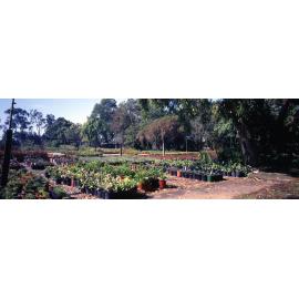 Brisbane City Council Manly Nursery - Garden Beds - 1994