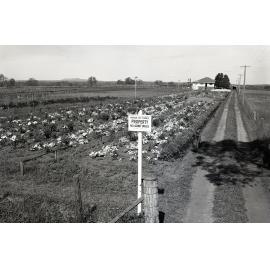 Brisbane City Council Plant Nursery Manly West - 1952