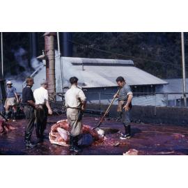Moreton Island Whaling Station - 1956
