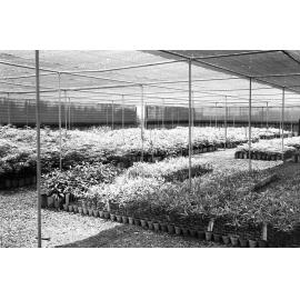 Brisbane City Council Plant Nursery - Manly West - 1967