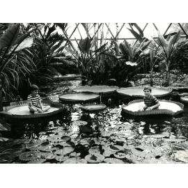 Mount Coot-tha Botanic Gardens - 1985