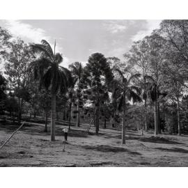 Palm Trees in Anzac Park - Toowong - Transplanted from King George Square.