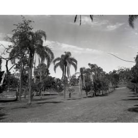 Memorial Palms in Anzac Park - Toowong 1967