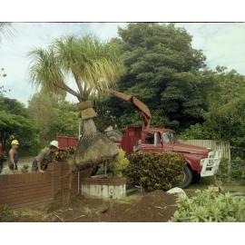 Cactus Plants Being Removed from 174 Lancaster Road Ascot and transplanted at City Botanic Gardens Mt Coot-tha.