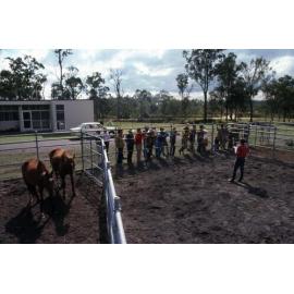 Horse Auction - 1979