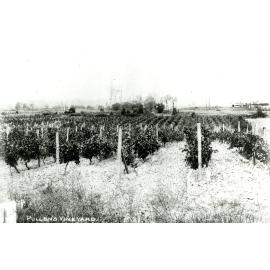Pullen's Vineyard - Everton Park - 1915