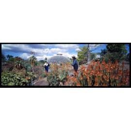 Mt Coot-tha Botanic Gardens - Panorama of Tropical Dome with red flowers - 1994