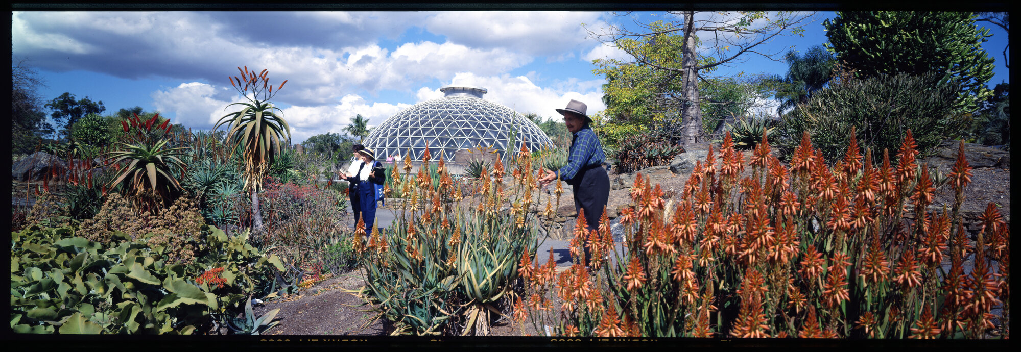 Mt Coot-tha Botanic Gardens - Panorama of Tropical Dome with red flowers - 1994
