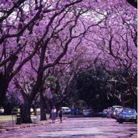 Jacaranda Trees in New Farm Park