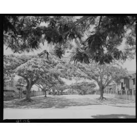 Poinciana trees on Llewellyn Street, New Farm - 1951