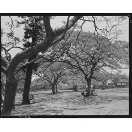 Poinciana trees New Farm Park gardens - 1951