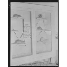 Department of Health Display - Queensland Industries Fair RNA Showgrounds - rat identification, Bowen Hills - 1949