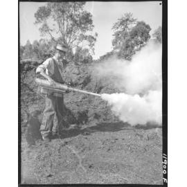 Fly control spraying - 1959